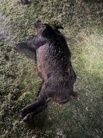 IMG_8349.jpeg