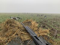 IMG_8687.jpeg
