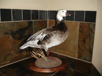 DSC02904.JPG