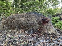 IMG_2865.jpeg