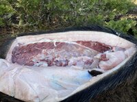 IMG_2868.jpeg