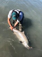 Washington conservation group proposes listing Alaska king salmon