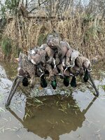 IMG_5775.jpeg