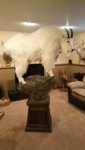 2014BCGoatMount1.jpg