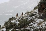 IMG_6738 Two elk on a ridge enh.jpg