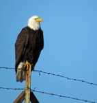 IMG_5408 Eagle head cocked up cropped enha.jpg