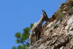 IMG_0405 Ewe on top.jpg
