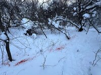 blood trail.jpg