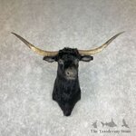 longhorn_steer_shoulder_mount_for_sale_26770_the_taxidermy_store.jpeg