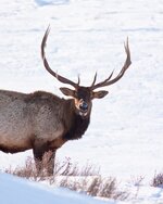 123rf-Bull-elk-in-winter--scaled.jpg