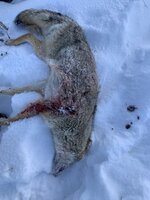 IMG_2794.jpeg