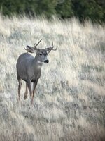 IMG_5223.jpeg