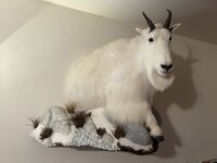 IMG_2220.jpeg