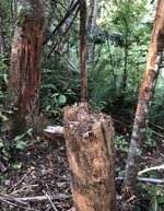 IMG_5601.jpeg