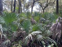 Palmettos.jpg