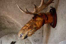 bad-taxidermy-moose-591115138.jpg
