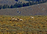 IMG_1087 Buck herding does LR (1 of 1).jpg