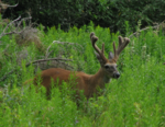 MEBuck2.png