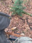 Deerstand Fox.jpg