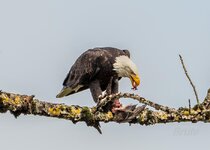 Bald Eagle February 2024 a-2697.JPG