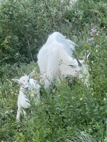 IMG_1578.jpeg