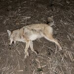 IMG_9190.jpeg