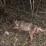 IMG_9128.jpeg