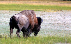 bison ylstn.jpg