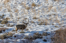 123rf Mule Deer Buck in Wyoming.jpg