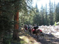 Lamas on trail.jpg