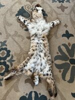 IMG_4284.jpeg