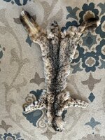 IMG_4285.jpeg