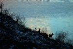 IMG_6912 Four deer on a hill by the water enh extr tone.jpg