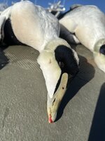 IMG_9092.jpeg