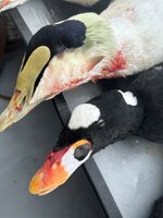 IMG_9050.jpeg