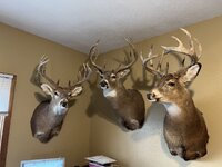 IMG_5655.jpeg