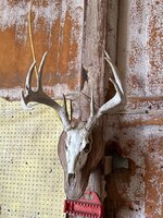 IMG_5654.jpeg