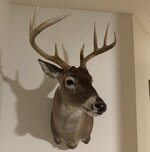 IMG_9238.jpeg