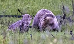 _44A8359-grizzlycoyote-2 copy.jpg