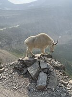 IMG_7447.jpeg