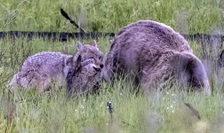 _44A8358-grizzlycoyote-1a copy.jpg