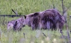 _44A8361-grizzlycoyote-3 copy.jpg