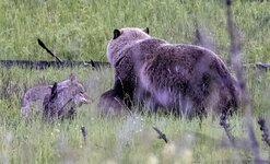 _44A8364-grizzlycoyote-4 copy.jpg