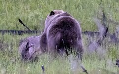 _44A8367-grizzlycoyote-5 copy.jpg
