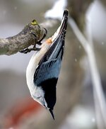 acrobatics copy.jpg