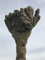 IMG_1186.jpeg