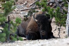 bison1.jpg