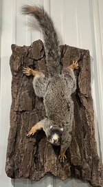 IMG_2675.jpeg