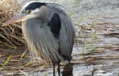 GreatBlueHeron2.jpg