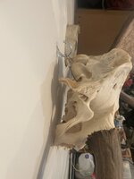 IMG_8037.jpeg